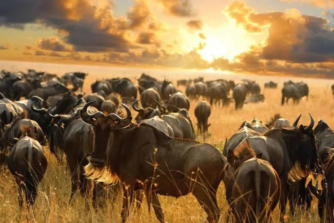 Kenia: Idealne terminy podróży, które zaoszczędzą twój budżet i wakacje