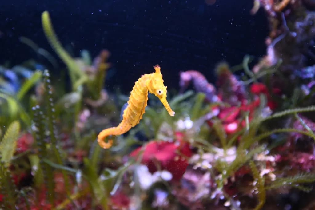 Czy koniki morskie żyją w Bałtyku? Oto zaskakujące fakty o ich braku