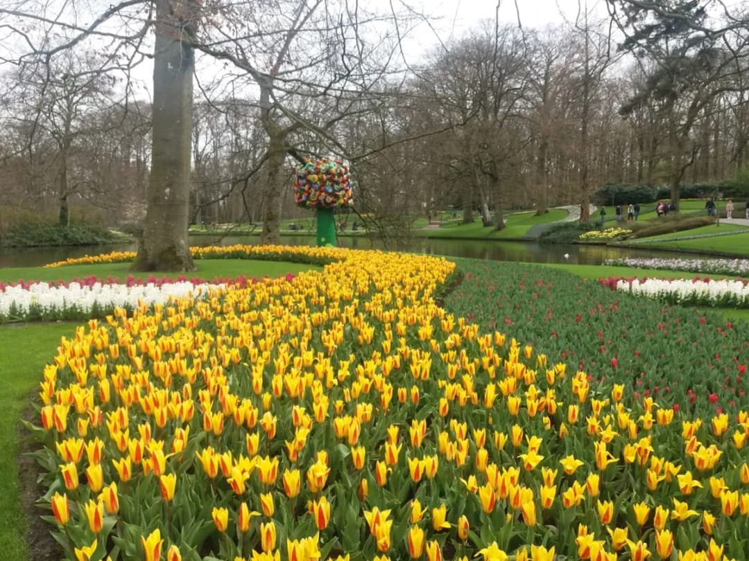 Keukenhof: Magiczny czas kwitnienia tulipanów. Nie przegap tego spektaklu!