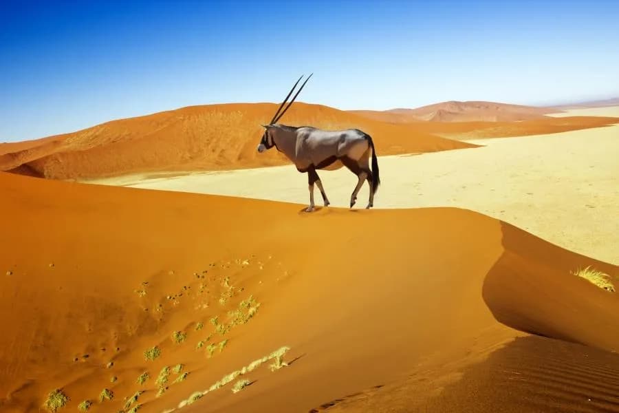 Namibia: kiedy jechać? Najlepszy czas na safari i przygodę